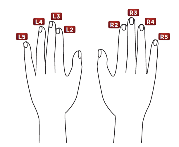 Backs of both hands: L2–L5 label the left index through little fingers; R2–R5 label the right index through little fingers.
